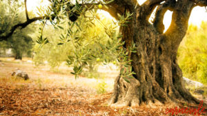 Scopri di più sull'articolo Storia dell’olio d’oliva
