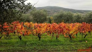 Scopri di più sull'articolo Aglianico del Vulture: proprietà enologiche e abbinamenti