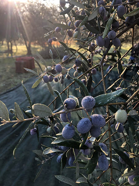 Olive biologiche tenute carnevale