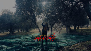 Scopri di più sull'articolo Olio d’oliva biologico