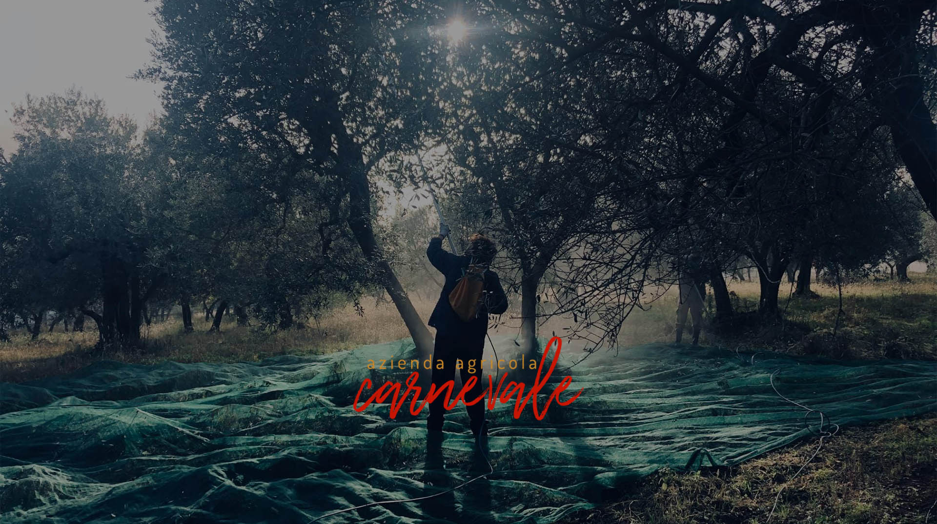 Scopri di più sull'articolo Olio d’oliva biologico