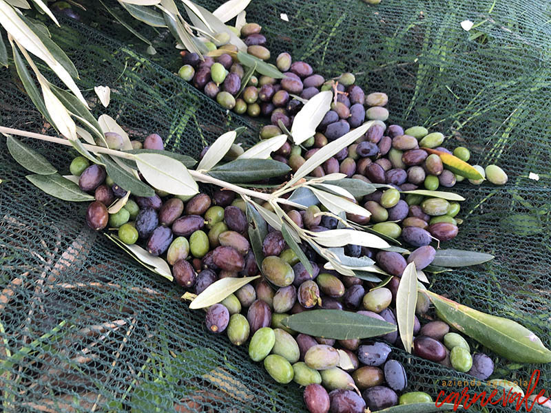 Scopri di più sull'articolo Olio extravergine di oliva: caratteristiche e benefici