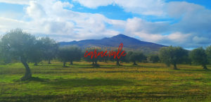 Scopri di più sull'articolo Il Vulture: territorio famoso per olio e vino