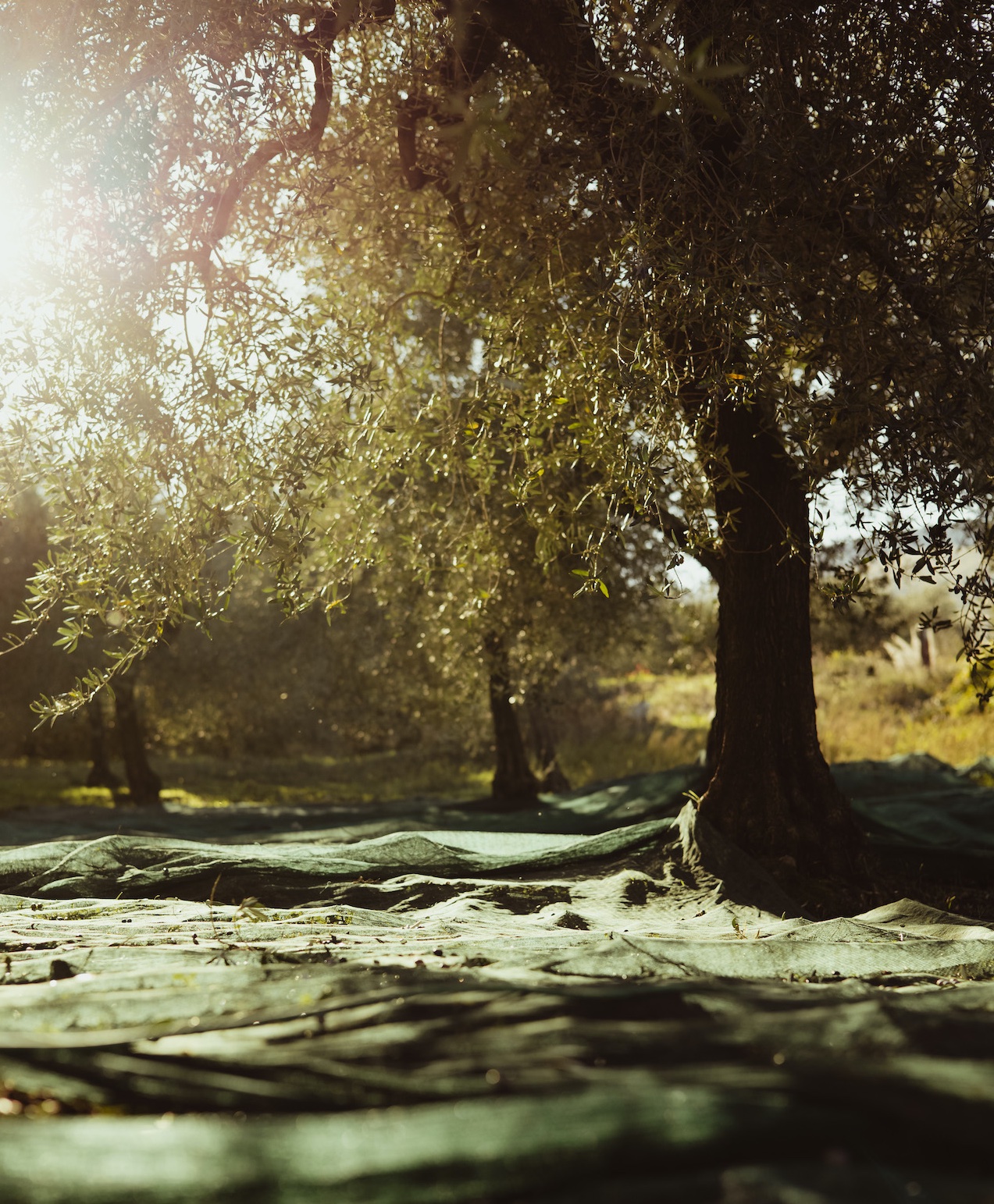 Olive_tree_carnevale