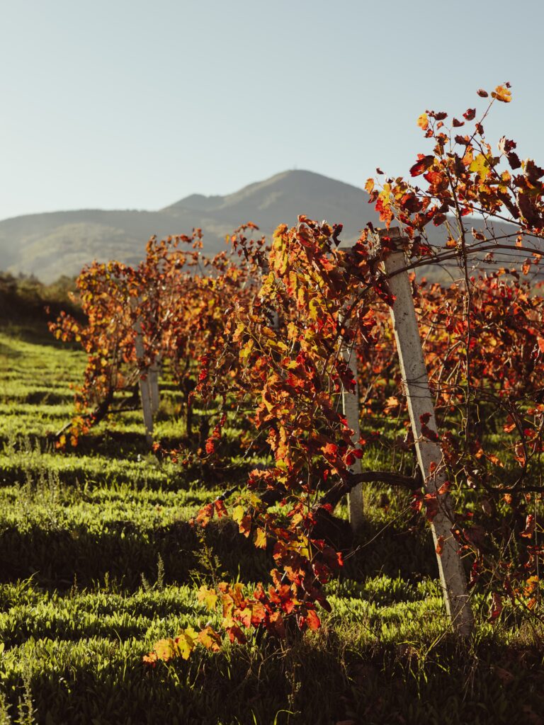 Vulture_volcano_grapes